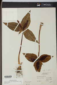 Trillium underwoodii image