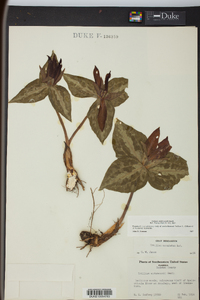 Trillium underwoodii image