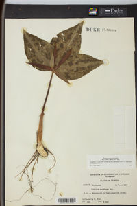 Trillium underwoodii image