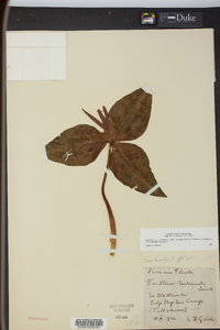 Trillium underwoodii image