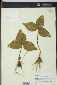 Trillium underwoodii image