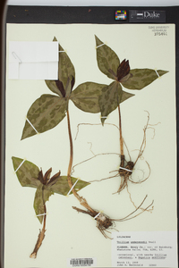 Trillium underwoodii image