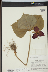 Trillium vaseyi image