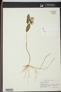 Uvularia perfoliata image