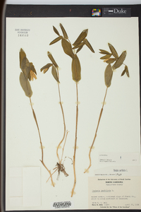 Uvularia perfoliata image