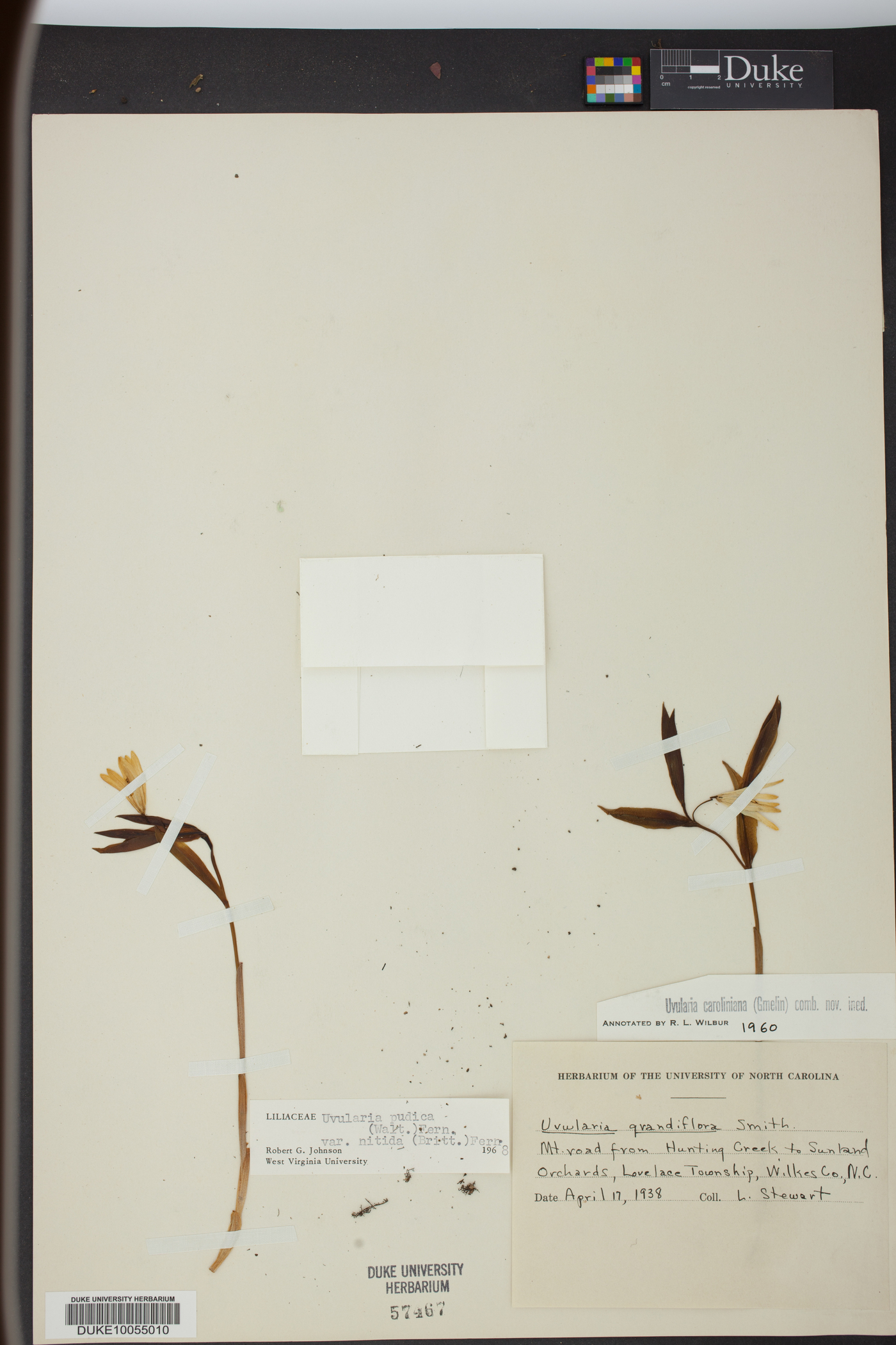 Uvularia pudica var. nitida image