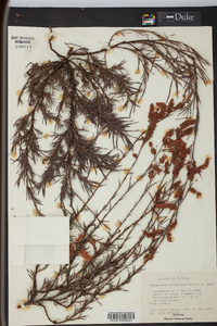 Thysanella fimbriata image