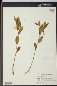 Uvularia floridana image
