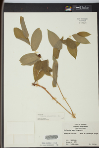 Uvularia grandiflora image