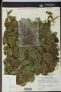 Smilax auriculata image