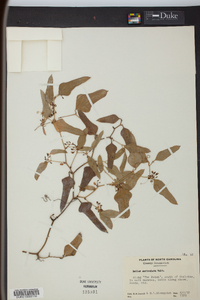 Smilax auriculata image