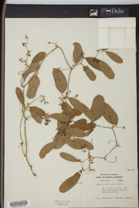 Smilax auriculata image