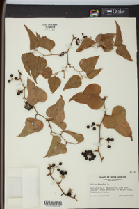 Smilax bona-nox image