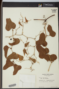 Smilax bona-nox image