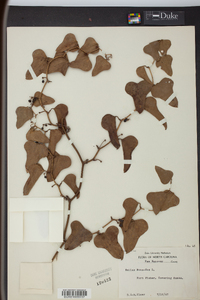 Smilax bona-nox image