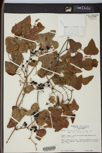 Smilax bona-nox image