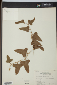 Smilax bona-nox image