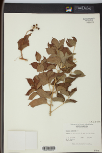 Smilax herbacea image