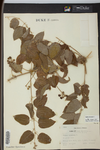 Smilax herbacea image