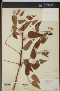 Smilax herbacea image