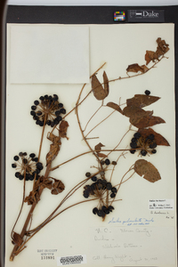 Smilax herbacea image