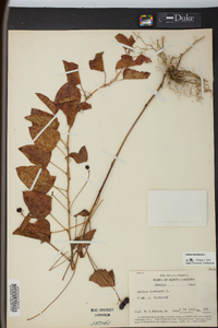 Smilax herbacea image