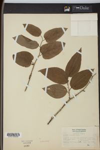 Smilax tamnoides image