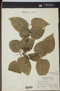 Smilax tamnoides image