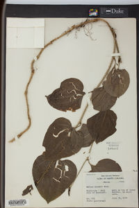 Smilax tamnoides image