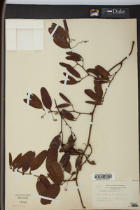 Smilax laurifolia image