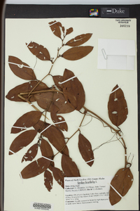 Smilax laurifolia image