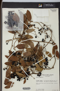 Smilax laurifolia image