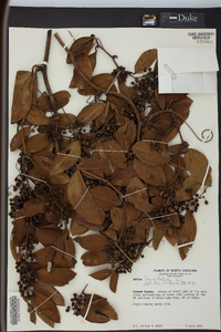 Smilax laurifolia image