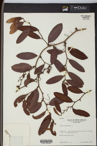 Smilax laurifolia image