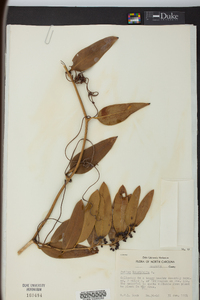 Smilax laurifolia image