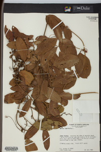 Smilax laurifolia image