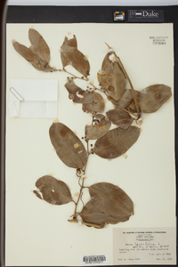 Smilax laurifolia image