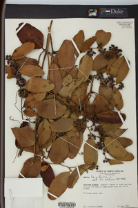 Smilax laurifolia image