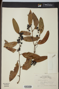 Smilax laurifolia image