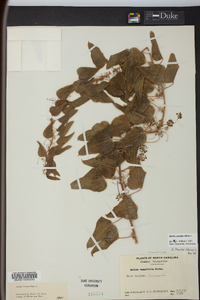 Smilax pseudochina image