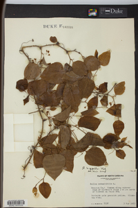 Smilax tamnoides image