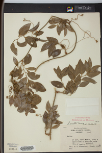 Smilax smallii image