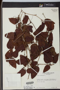 Smilax walteri image