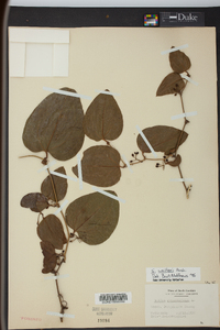 Smilax walteri image