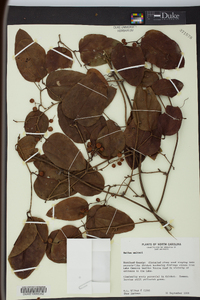 Smilax walteri image