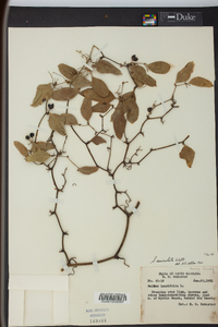 Smilax auriculata image