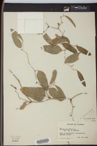 Smilax auriculata image