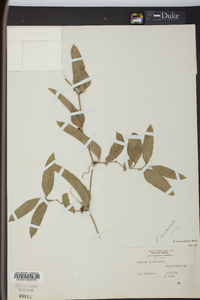 Smilax auriculata image