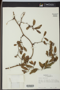 Smilax auriculata image