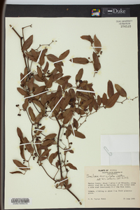 Smilax auriculata image